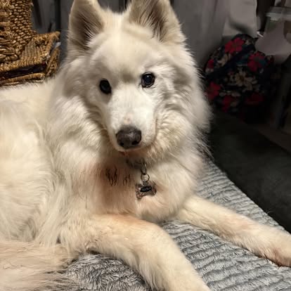 A happy white dog relaxing at home